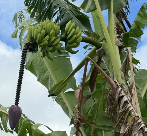 Tiny photo for 961-B Kamalu Rd, Kapaa, HI 96746 (MLS # 723721)