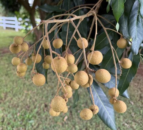 Tiny photo for 961-B Kamalu Rd, Kapaa, HI 96746 (MLS # 723721)