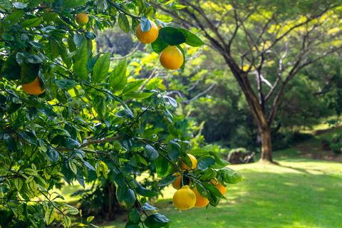 Tiny photo for 4750 Uha Rd #4, Lawai, HI 96765 (MLS # 726736)