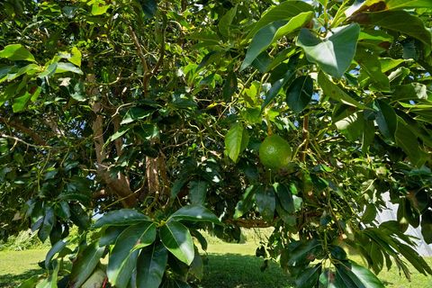 Tiny photo for 5025 Kikala Rd, Kalaheo, HI 96741 (MLS # 728486)