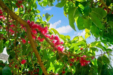 Tiny photo for 5025 Kikala Rd, Kalaheo, HI 96741 (MLS # 728486)