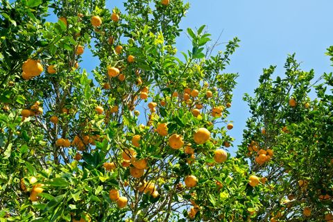 Tiny photo for 5025 Kikala Rd, Kalaheo, HI 96741 (MLS # 728486)