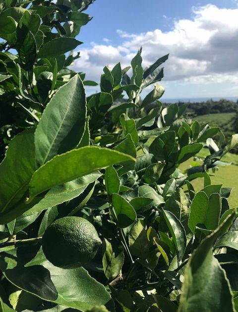 Tiny photo for 5001 Kikala Rd #1, Kalaheo, HI 96741 (MLS # 727810)