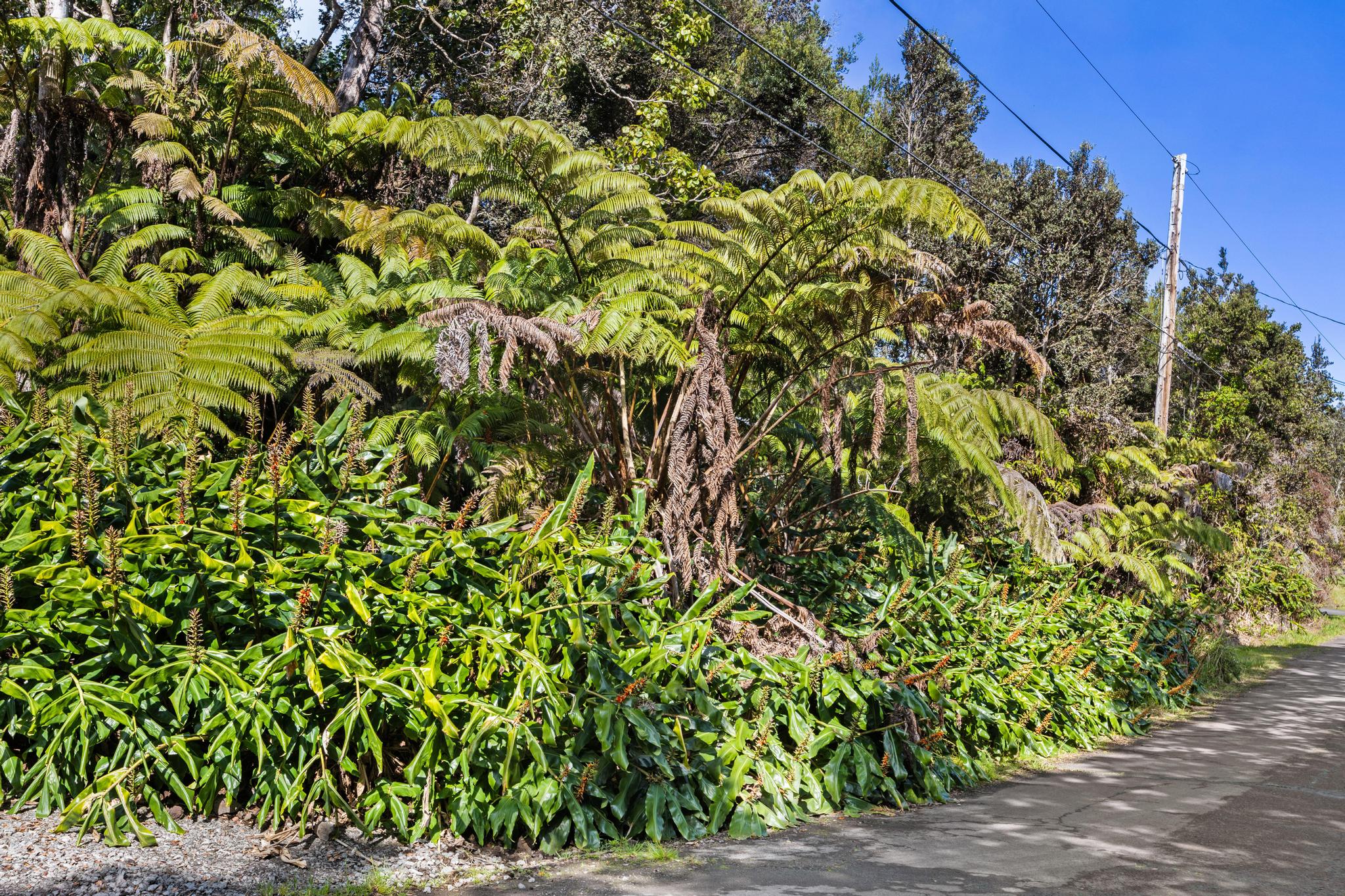Photo 1 of 11 — KILINOE ST, Volcano, HI 96785