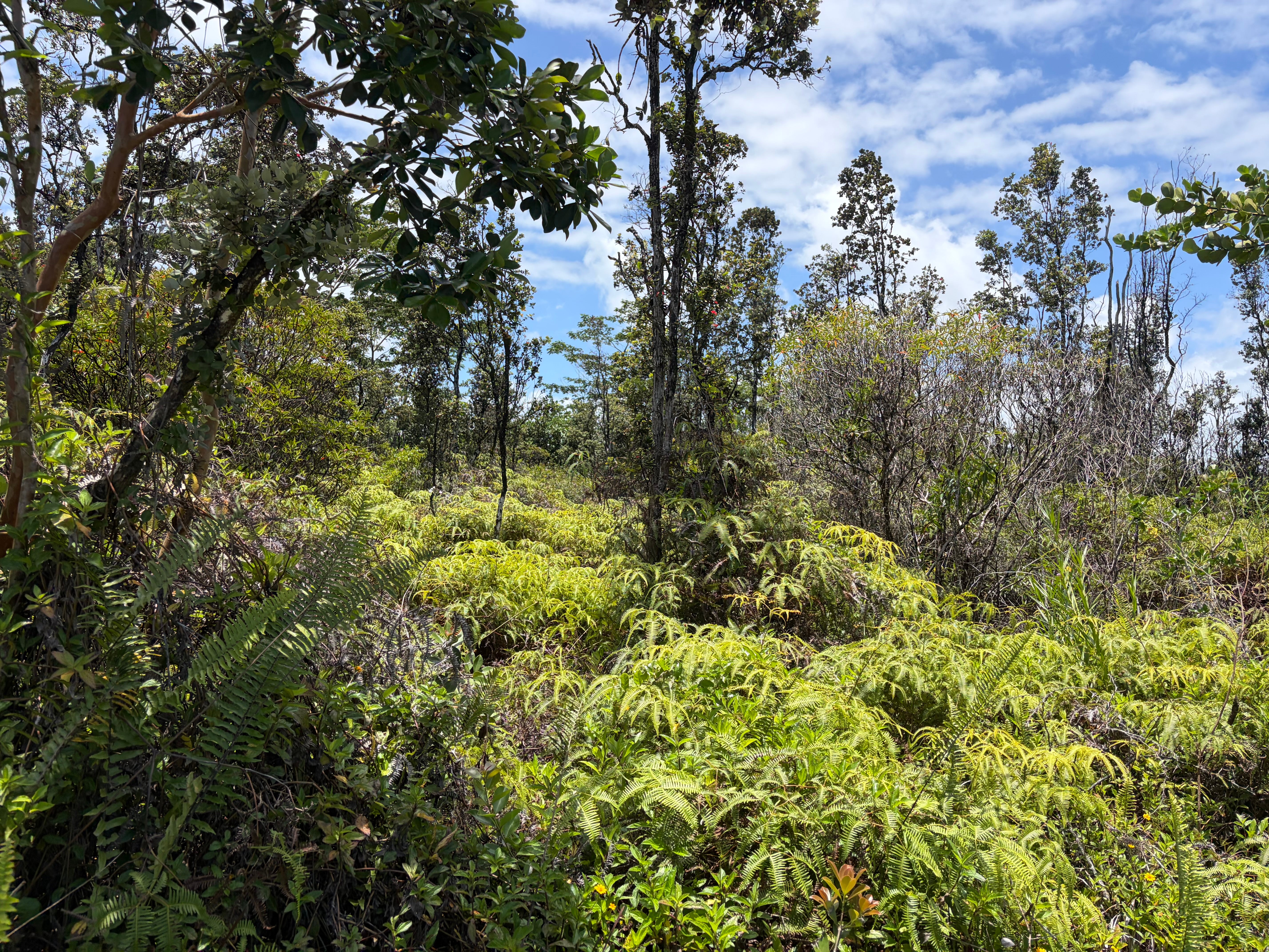 Ferns and ohia trees from 8th Avenue