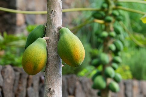 Tiny photo for 3720-A Moloaa Rd, Anahola, HI 96746 (MLS # 723058)