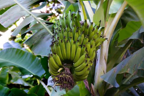 Tiny photo for 3720-A Moloaa Rd, Anahola, HI 96746 (MLS # 723058)