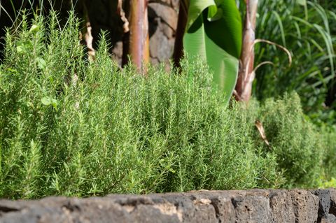 Tiny photo for 3720-A Moloaa Rd, Anahola, HI 96746 (MLS # 723058)