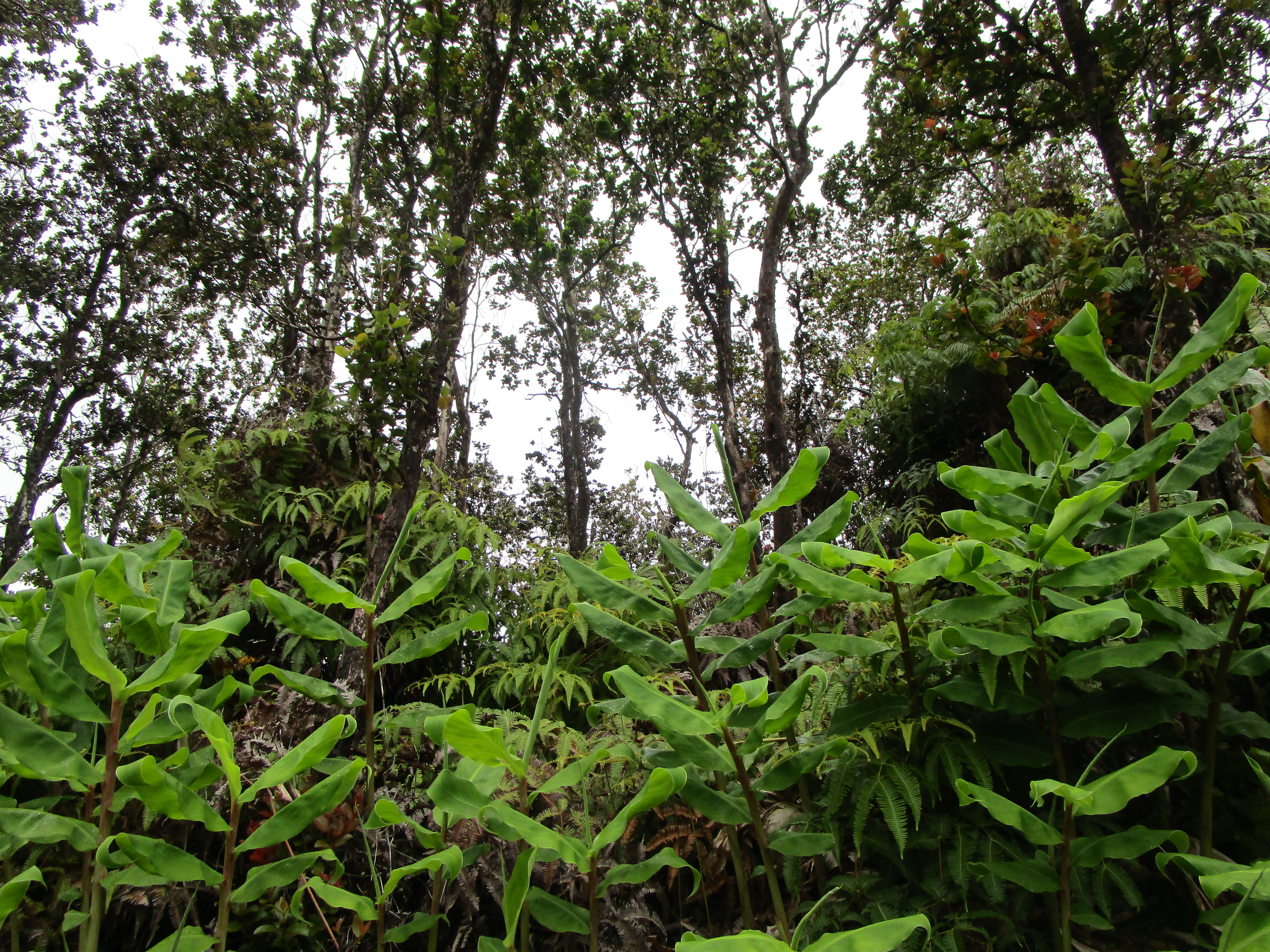 Photo 1 of 3 — ALAULA ST, Volcano, HI 96785