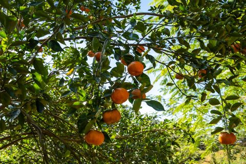 Tiny photo for Kawaihau Rd, Kapaa, HI 96746 (MLS # 727257)