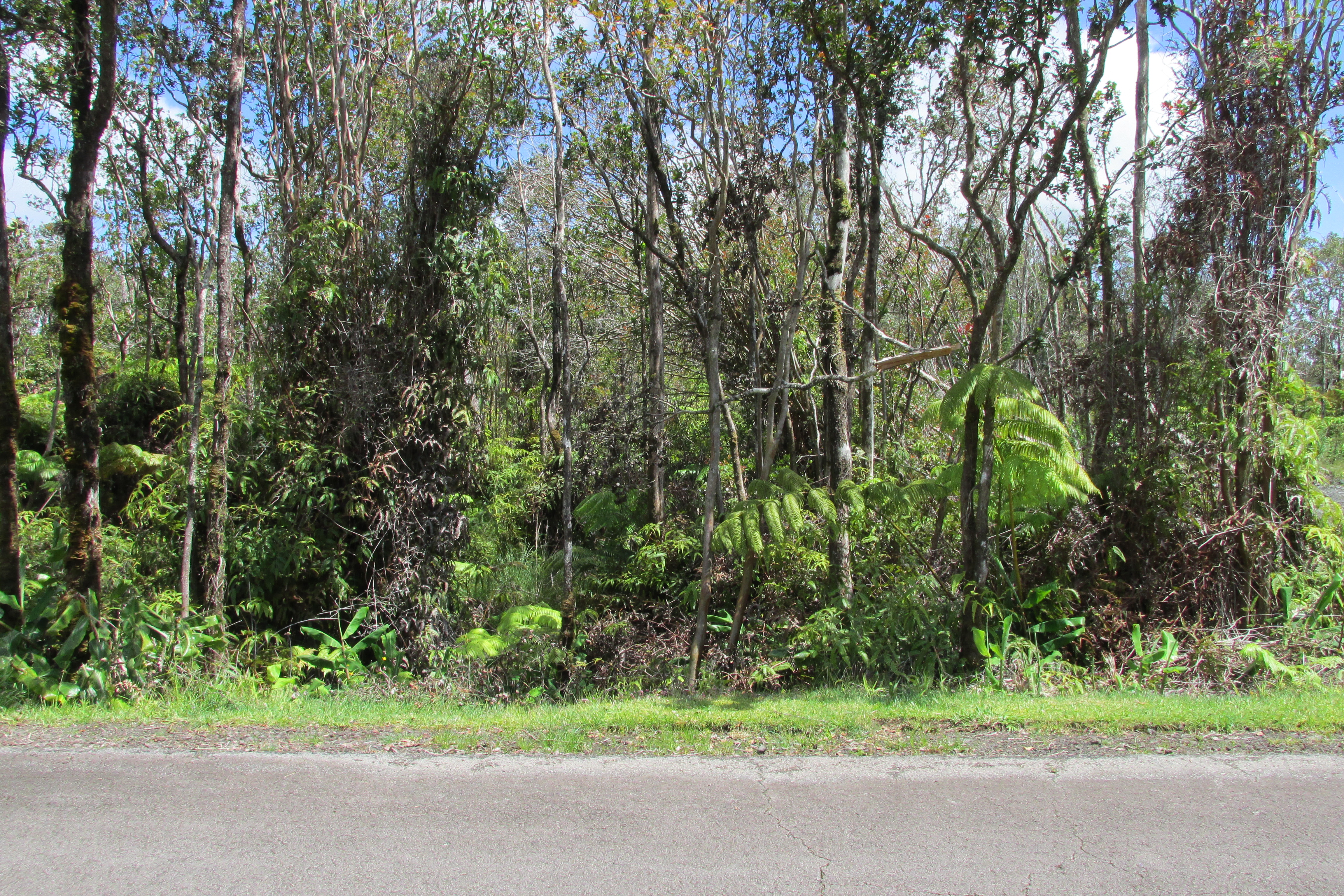 Standing right in front of this land for sale, you can see the lush Vegetation on this land.