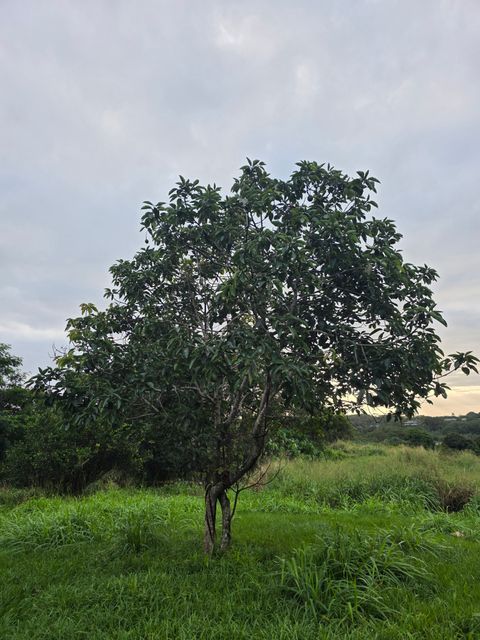 Tiny photo for 6469-L Kawaihau Rd, Kapaa, HI 96746 (MLS # 727176)