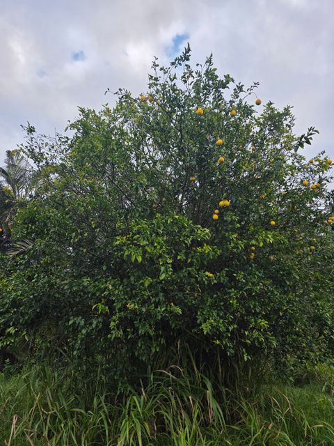 Tiny photo for 6469-L Kawaihau Rd, Kapaa, HI 96746 (MLS # 727176)