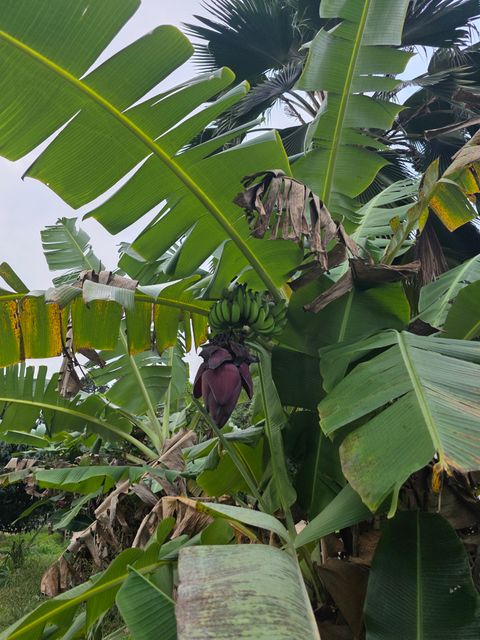 Tiny photo for 6469-L Kawaihau Rd, Kapaa, HI 96746 (MLS # 727176)