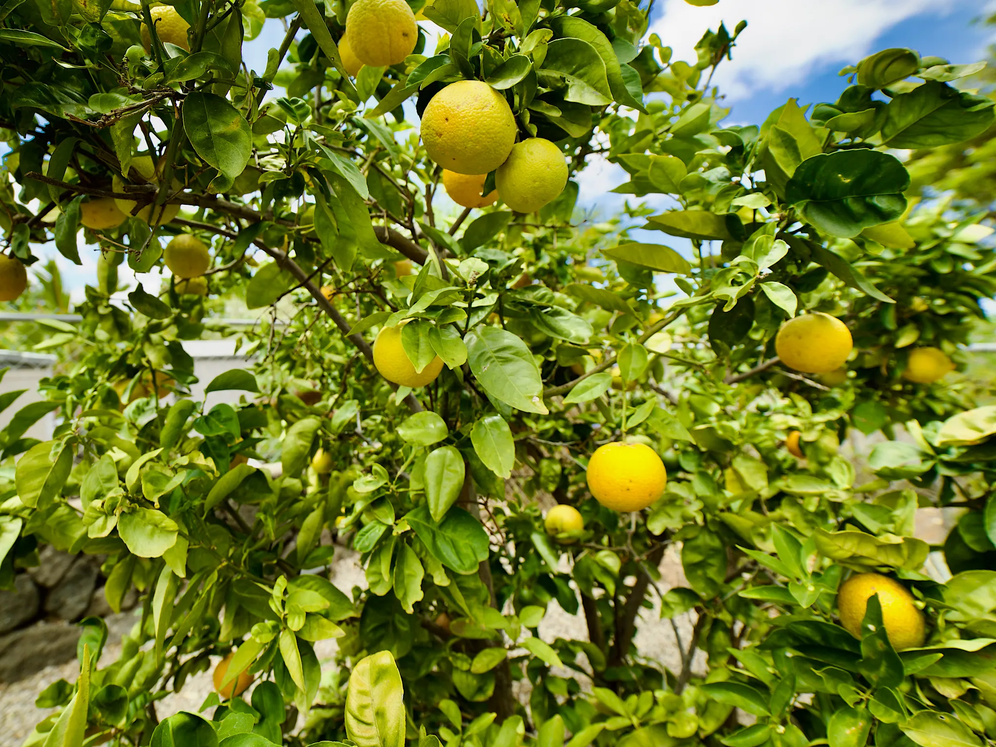 Waikoloa, Hawaii 96738, United States, 3 Bedrooms Bedrooms, ,2 BathroomsBathrooms,Residential,Active,211403