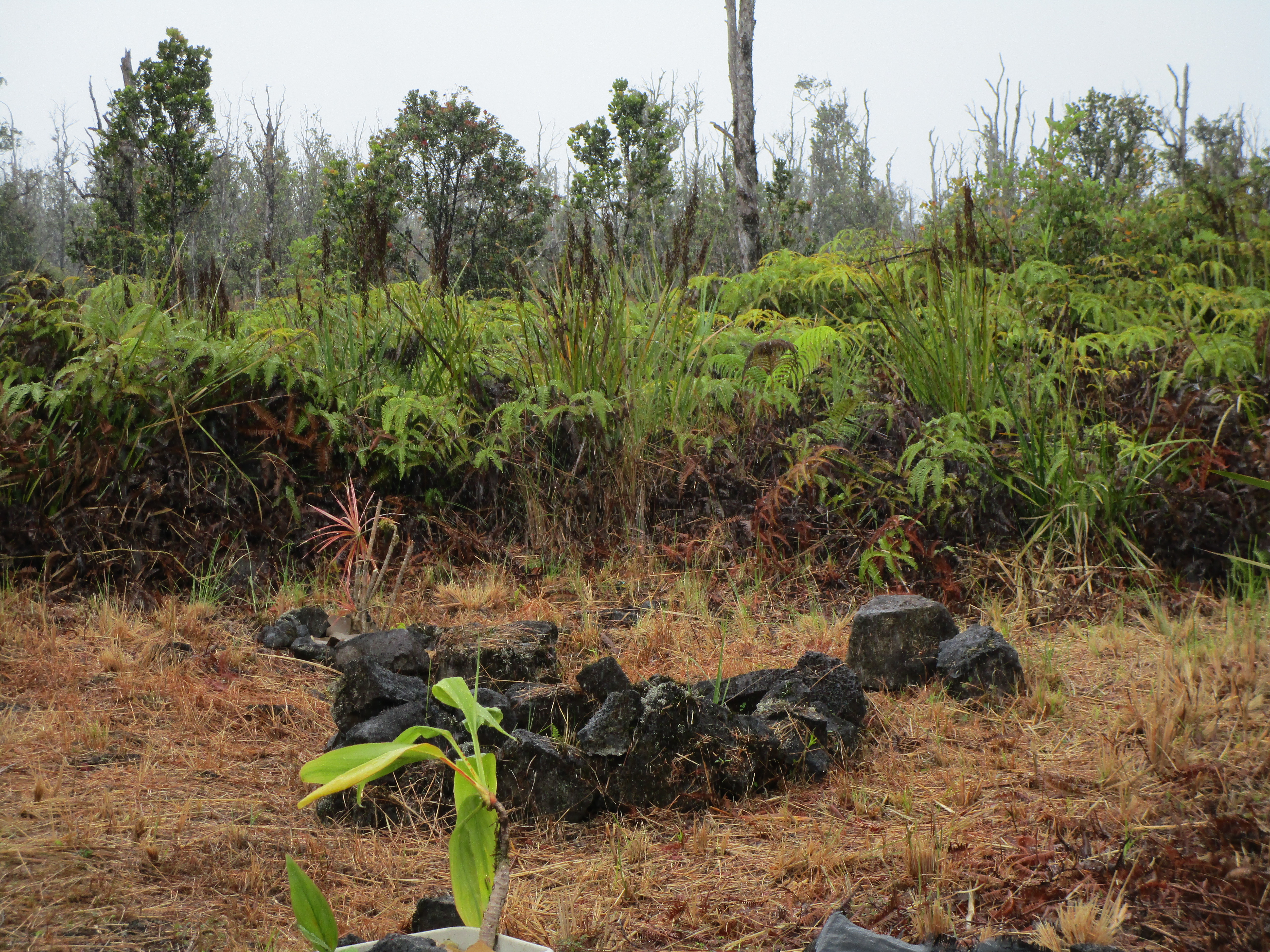 Photo 1 of 14 — OMEKA RD, Volcano, HI 96785