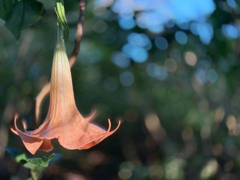 Tiny photo for Omao Rd, Koloa, HI 96756 (MLS # 720988)