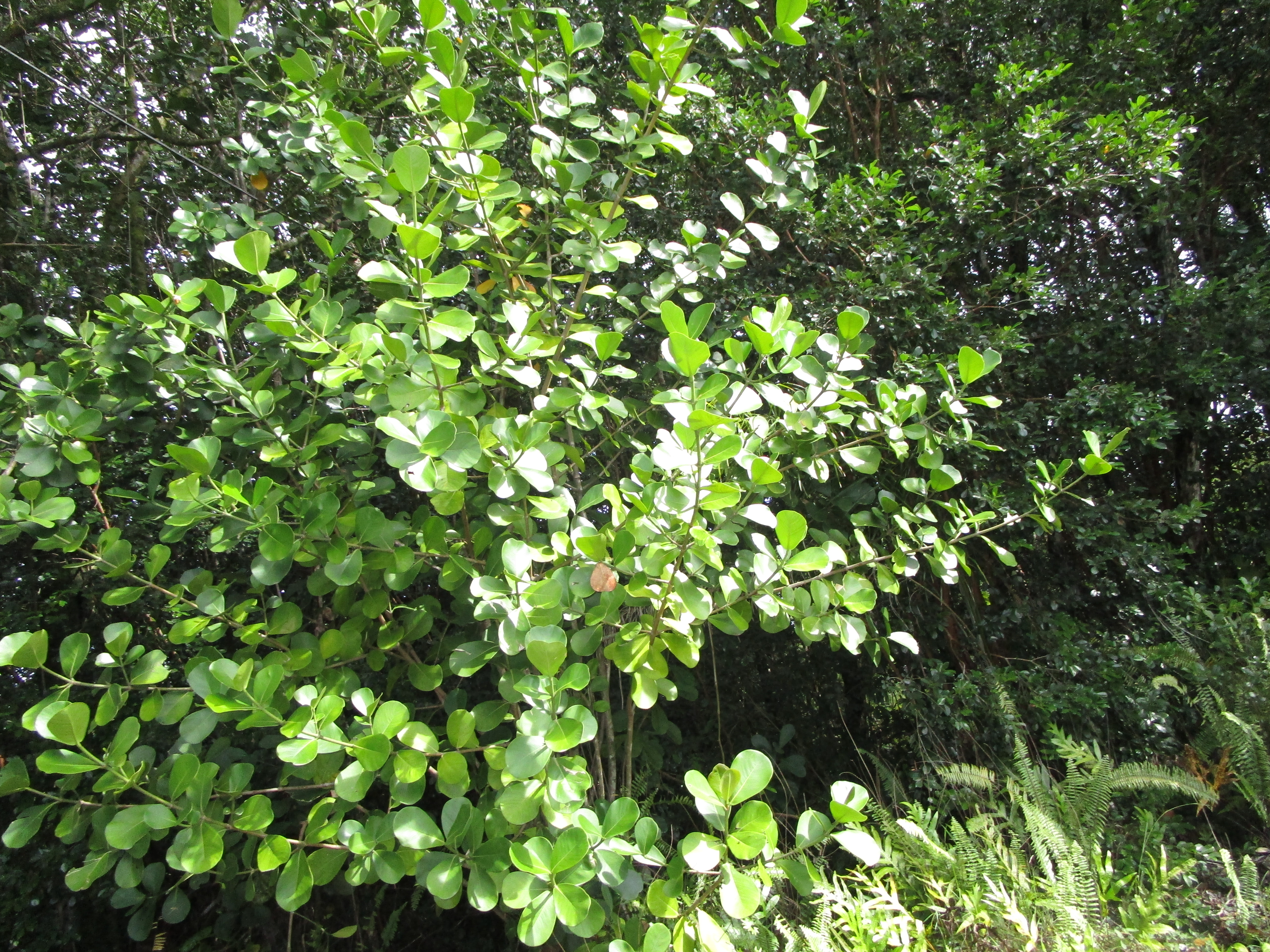 Photo 1 of 3 — AMAU RD, Keaau, HI 96749
