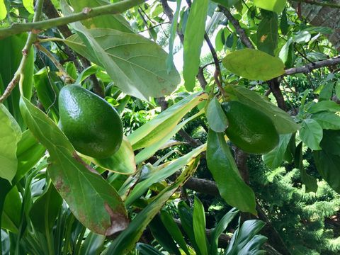 Tiny photo for 3198 Wawae Rd, Kalaheo, HI 96741 (MLS # 729558)