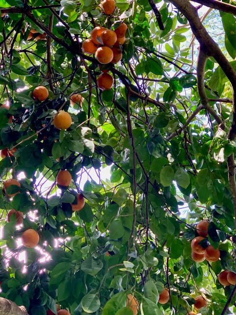 Tiny photo for 3198 Wawae Rd, Kalaheo, HI 96741 (MLS # 729558)