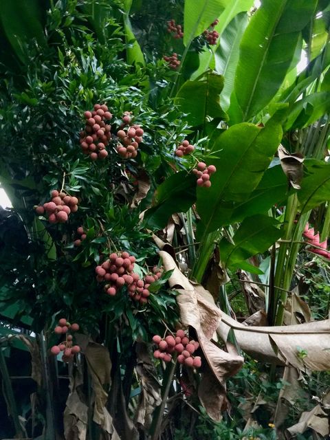 Tiny photo for 3198 Wawae Rd, Kalaheo, HI 96741 (MLS # 729558)