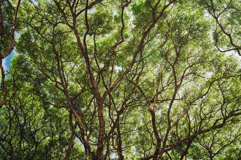 Tiny photo for Koloa, HI 96756 (MLS # 723003)