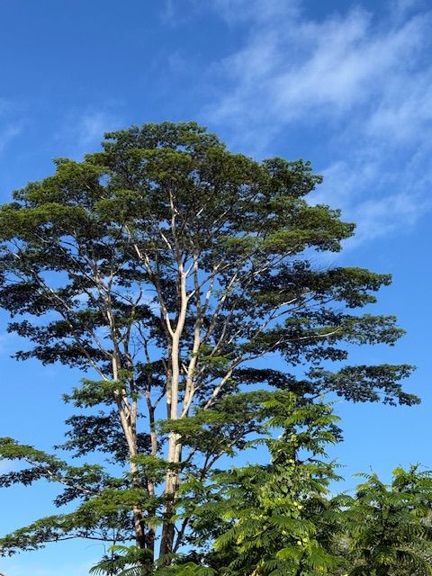 Tiny photo for Kahiliholo Rd, Kilauea, HI 96722 (MLS # 721665)