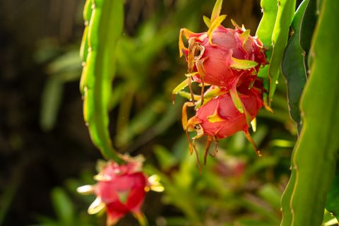 Tiny photo for 5111 Weke Rd, Hanalei, HI 96714 (MLS # 723689)