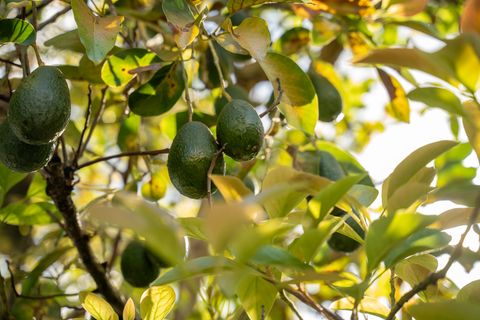 Tiny photo for 5111 Weke Rd, Hanalei, HI 96714 (MLS # 723689)