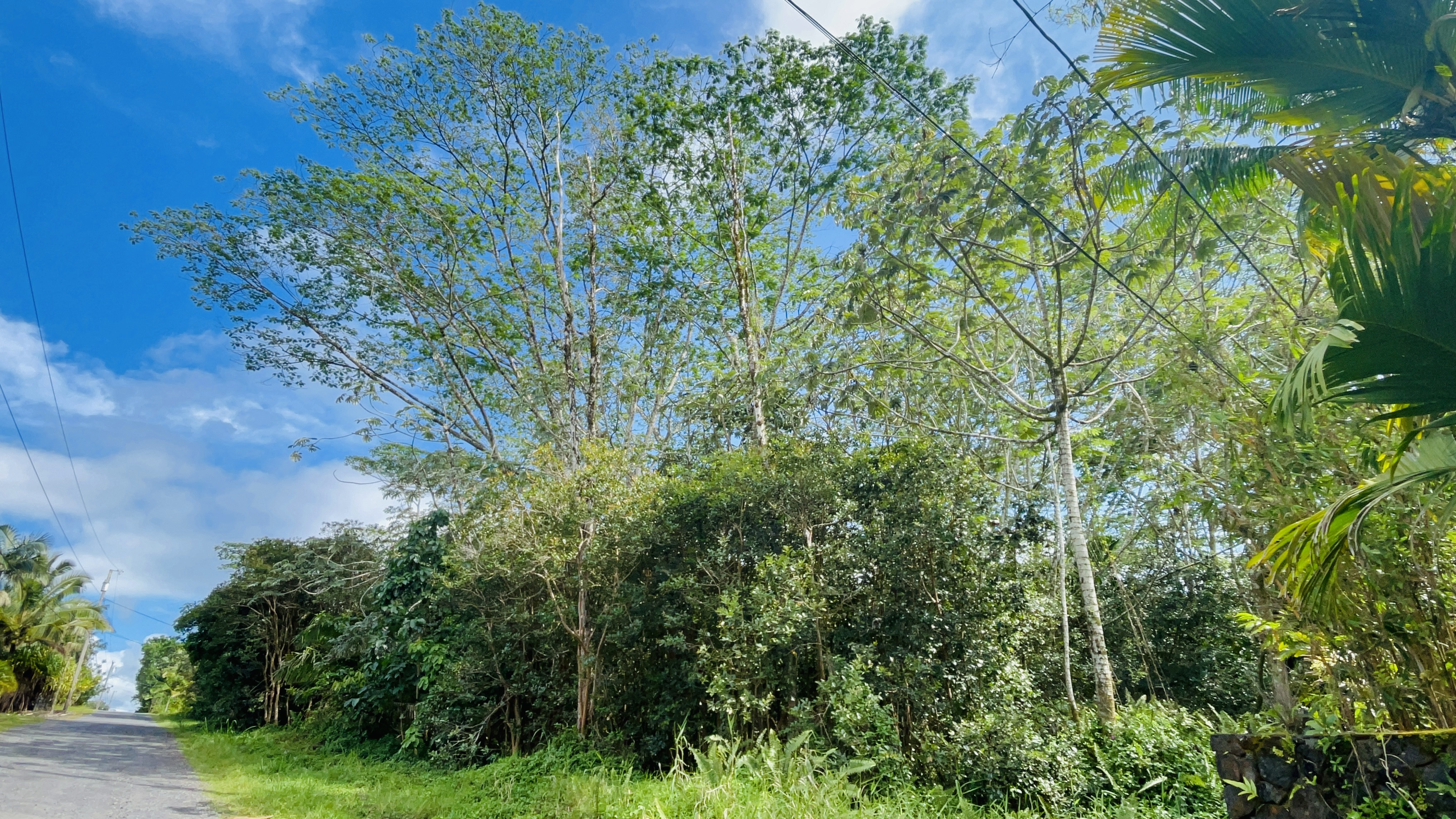 $149,000 | HAWAIIAN PARADISE PARK | 1ACRE VACANT RAW LAND | FORESTED WITH LUSH TERRAIN