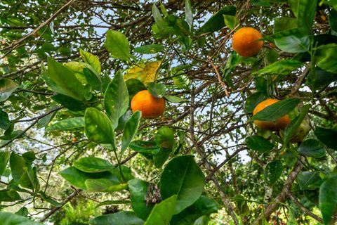 Tiny photo for 597 Puuopae Rd, Kapaa, HI 96746 (MLS # 728328)