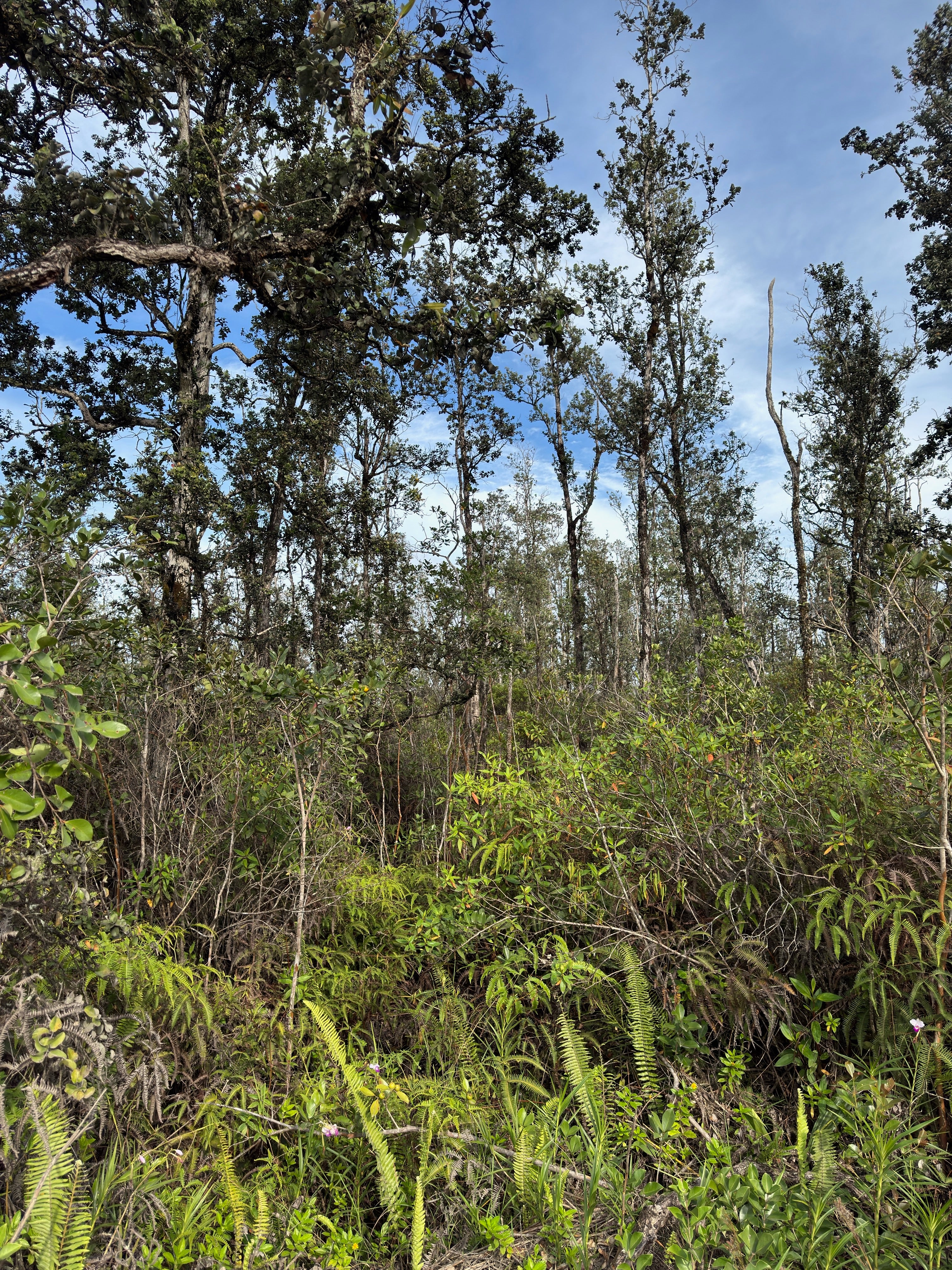 Photo 1 of 5 — 40TH AVE, Kurtistown, HI 96760