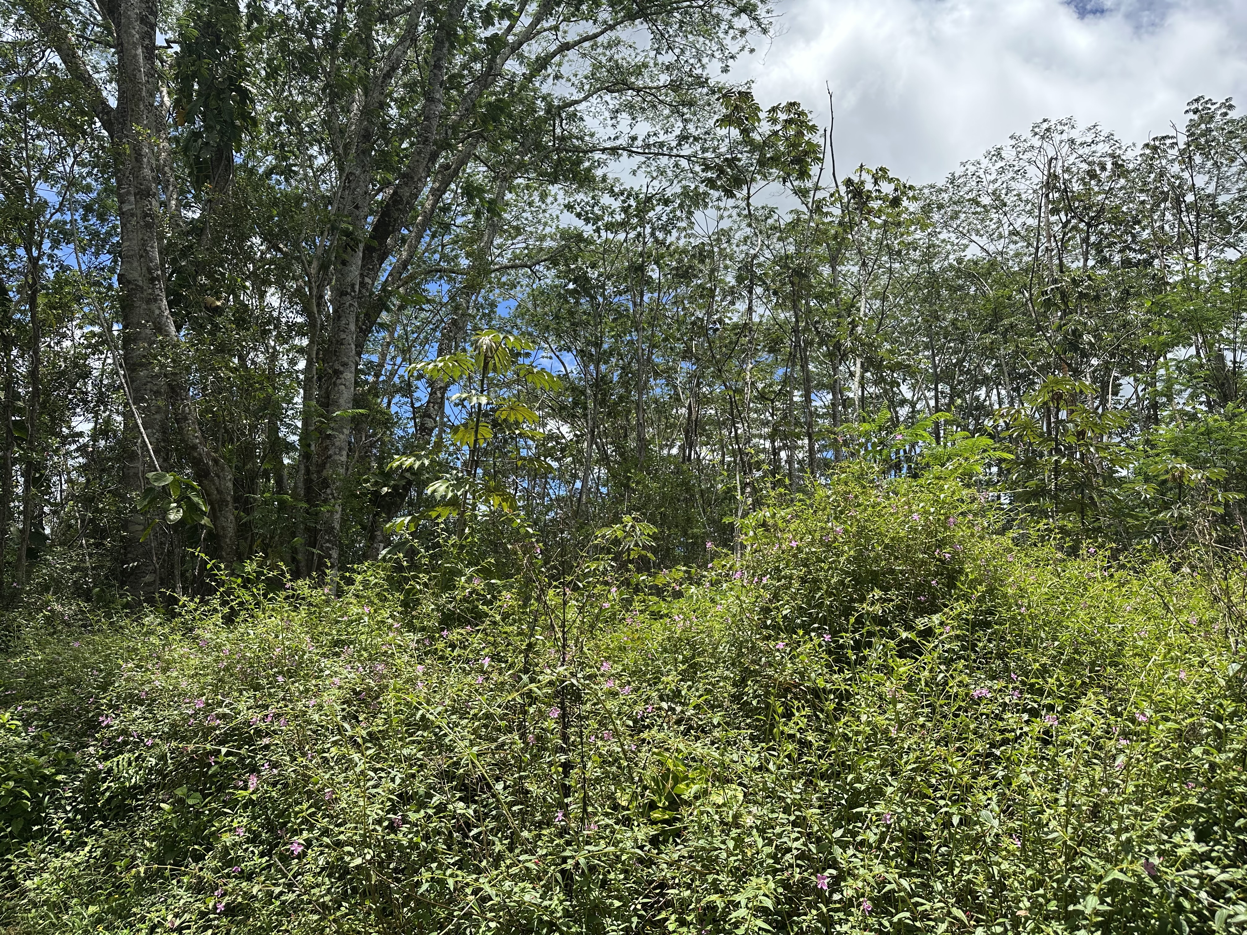 Affordable lot in Nanawale Estates!