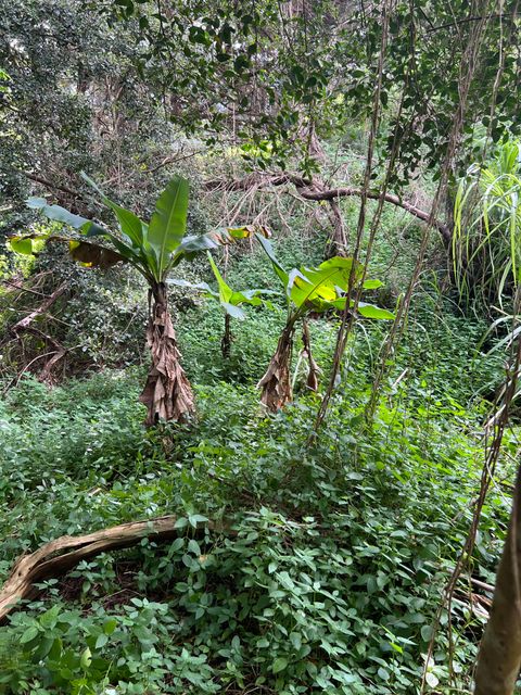 Tiny photo for Puuwai Rd, Kalaheo, HI 96741 (MLS # 726060)