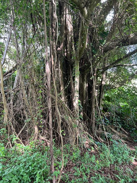 Tiny photo for Puuwai Rd, Kalaheo, HI 96741 (MLS # 726060)