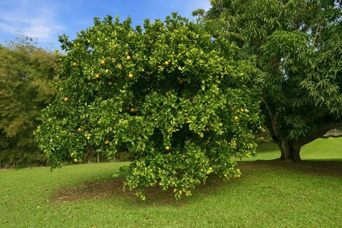 Tiny photo for 4928 Wailapa Rd #A, Kilauea, HI 96754 (MLS # 728294)