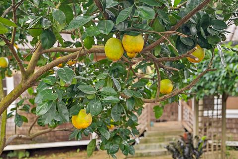 Tiny photo for 4691 Wailapa Rd, Kilauea, HI 96754 (MLS # 726347)