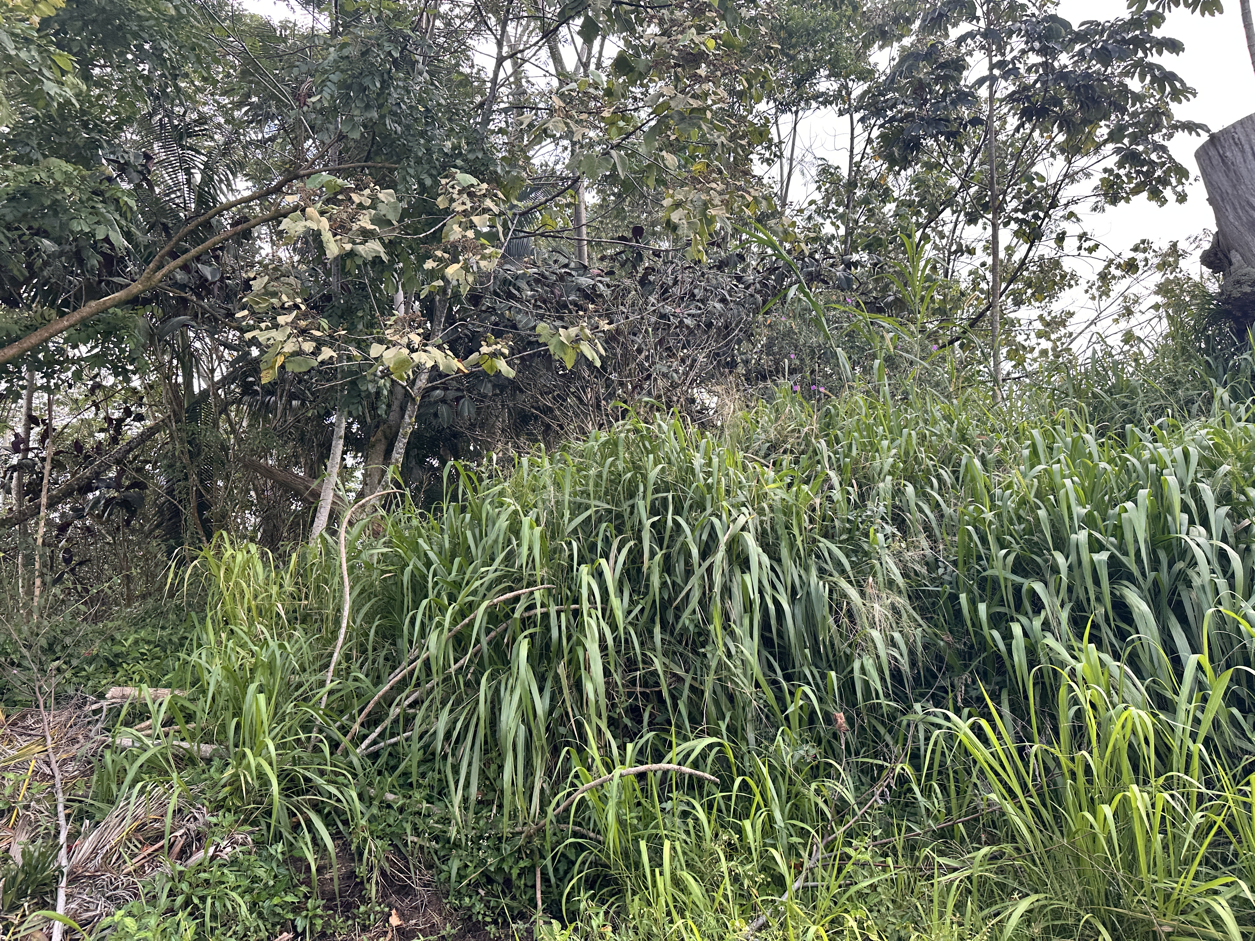 Deep foliage indicative to lush growth.