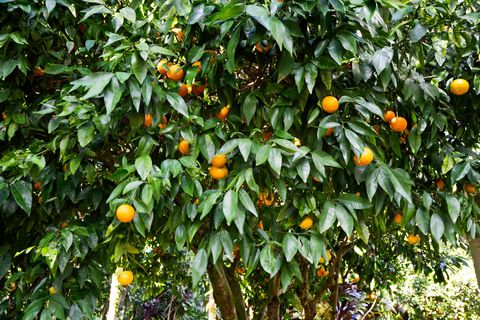 Tiny photo for 4855 Waiakalua St, Kilauea, HI 96754 (MLS # 725065)