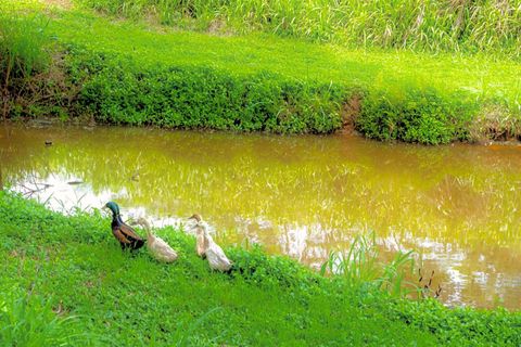 Tiny photo for Olohena Rd #3, Kapaa, HI 96746 (MLS # 720314)