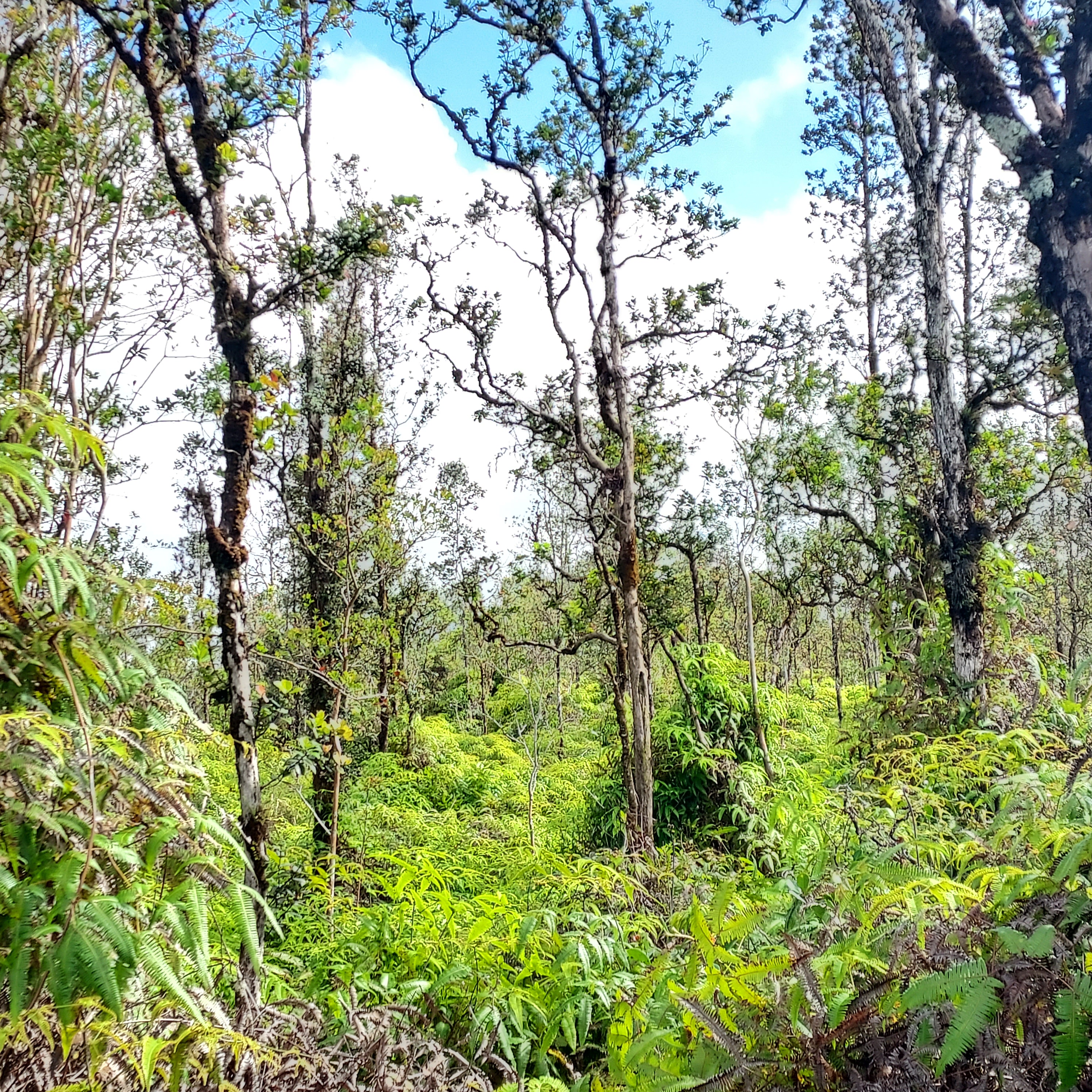 Photo 1 of 4 — 11-3409 PALAINUI AVE, Mountain View, HI 96771
