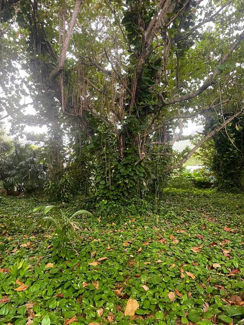 Tiny photo for 5-7235 Kuhio Hwy, Hanalei, HI 96722 (MLS # 725151)