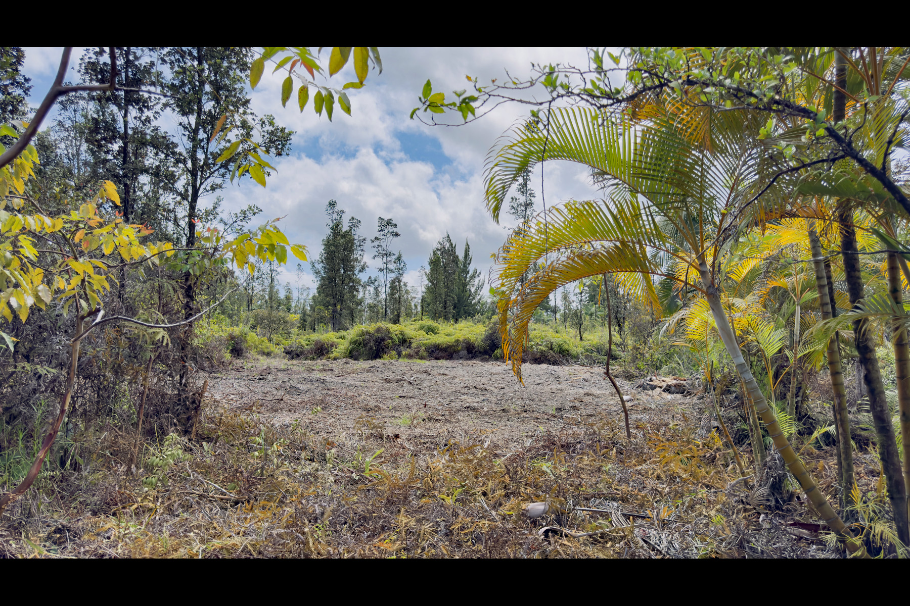 Private clearing on lot 2444 is approximately 80' x 50'.