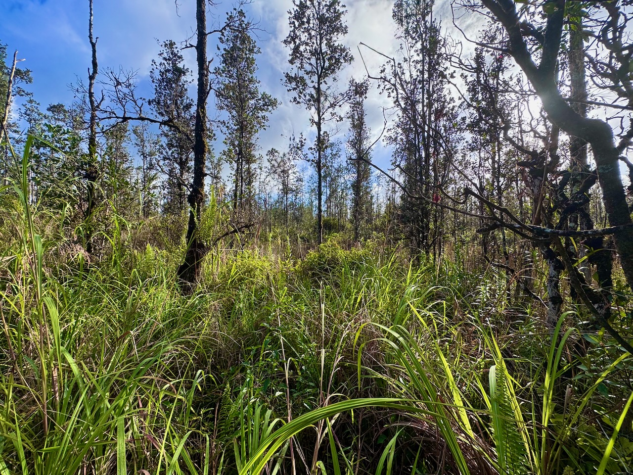 Perfect place to get lost in nature!