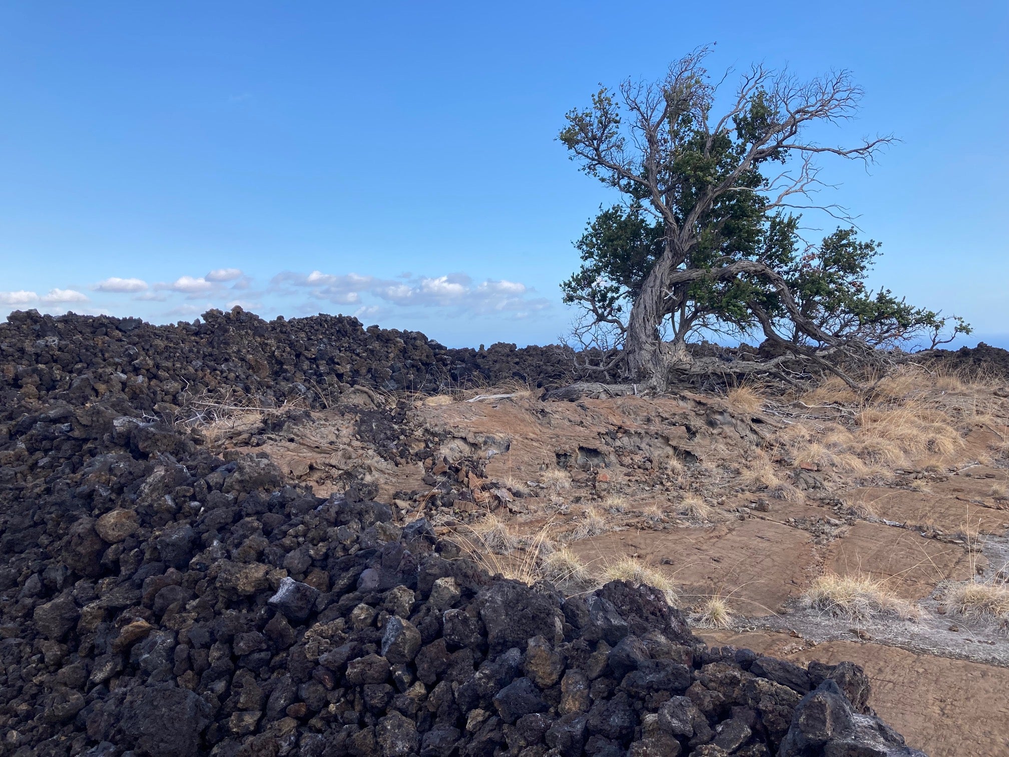 A'a and pahoehoe lava rock with ohia trees