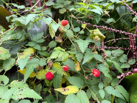 Tiny photo for 2818 Kamookoa Rd #3, Kilauea, HI 96722 (MLS # 719313)