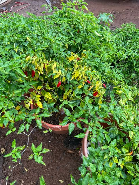 Tiny photo for 9442 Keahi Pl, Waimea, HI 96796 (MLS # 728842)