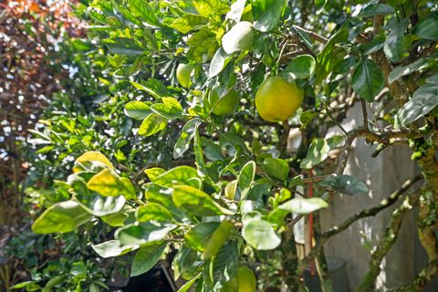 Tiny photo for 2444 Liliuokalani St, Kilauea, HI 96754 (MLS # 724593)