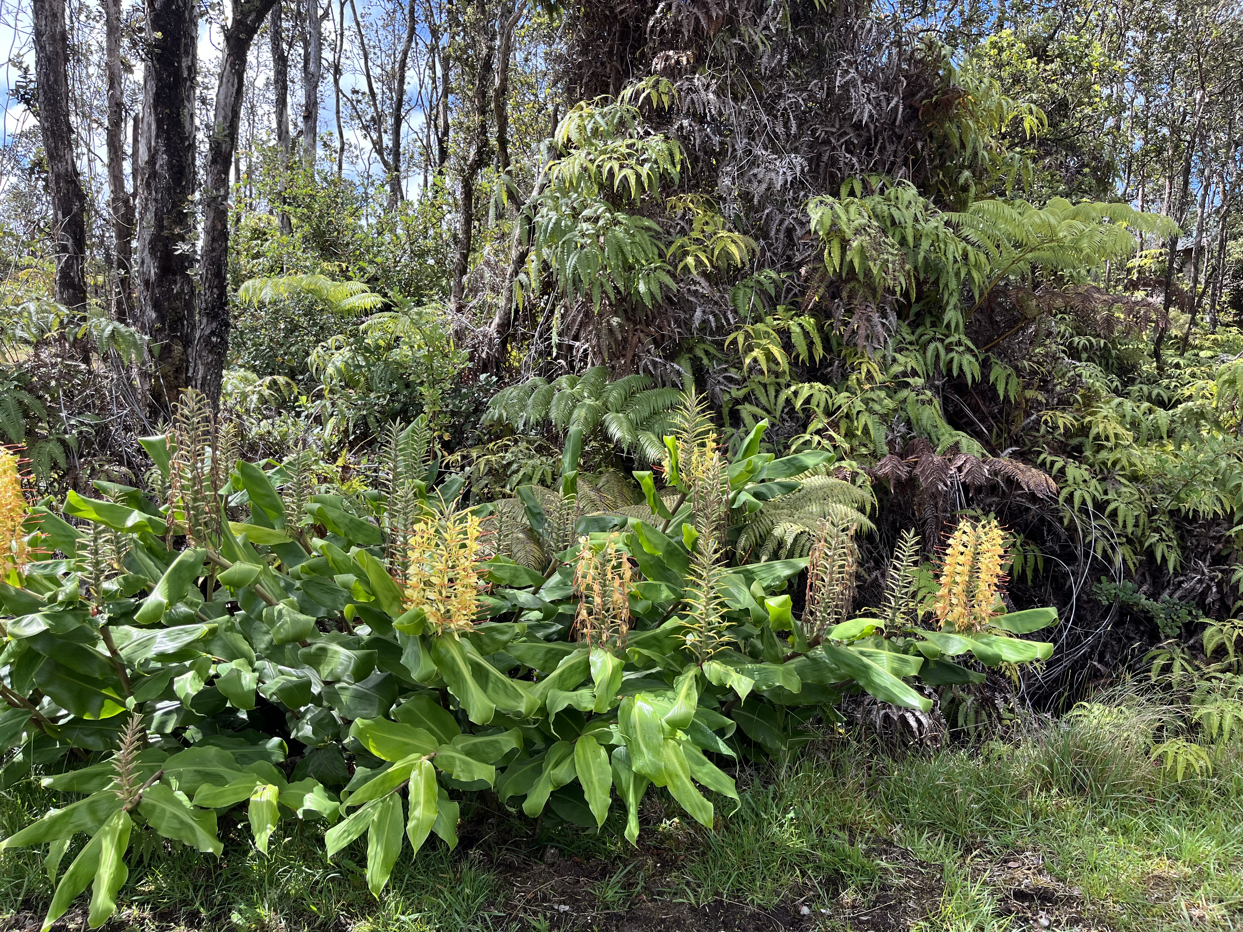 Beautiful ginger and native Lehua Ohia front this 18,386 sq ft Flag lot