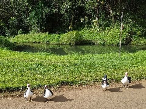Tiny photo for Kapaa, HI 96746 (MLS # 728499)
